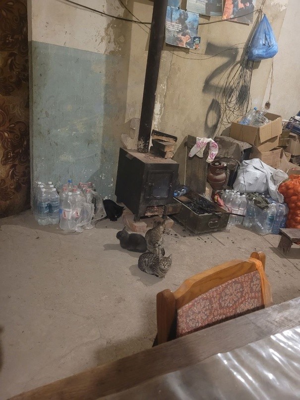 Бойцы из Тверской области попросили прислать в зону СВО корм для кошек