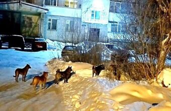 У школы в Тверской области поймали 5 бродячих собак