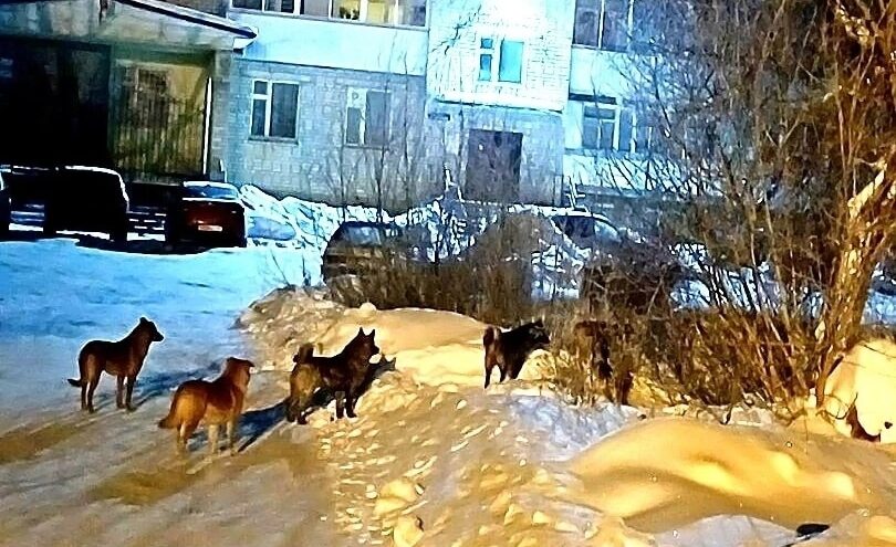 У школы в Тверской области поймали 5 бродячих собак