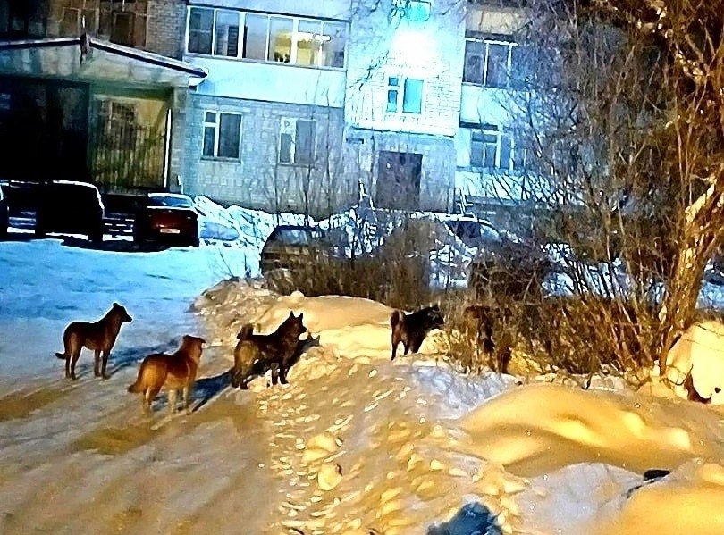 У школы в Тверской области поймали 5 бродячих собак