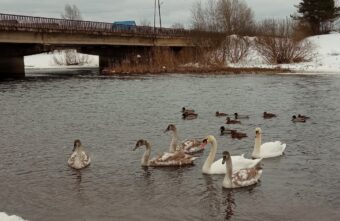 Зимующая в Тверской области лебединая семья показала подросших птенцов Зимующая в Тверской области лебединая семья показала подросших птенцов