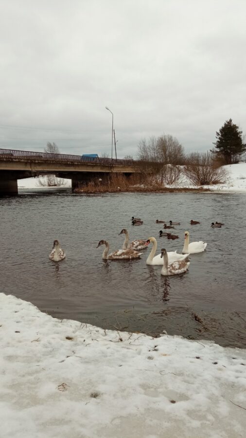 Зимующая в Тверской области лебединая семья показала подросших птенцов
