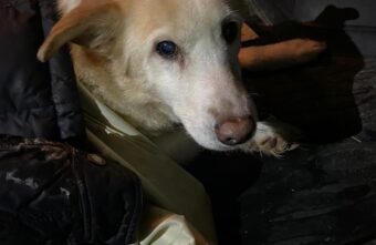 В Тверской области спасли собаку, найденную на шоссе после столкновения с машиной В Тверской области спасли собаку, найденную на шоссе после столкновения с машиной