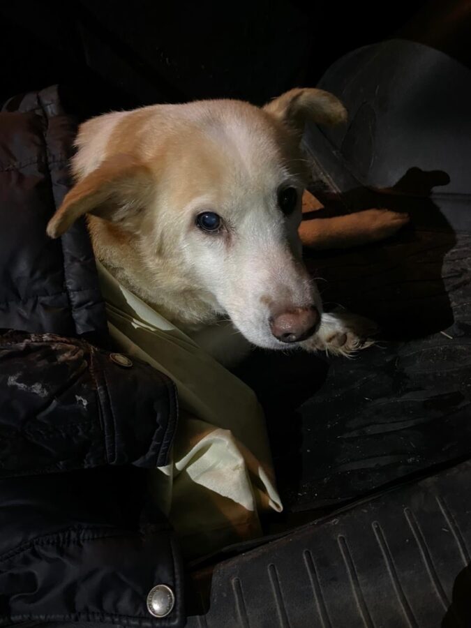 В Тверской области спасли собаку, найденную на шоссе после столкновения с машиной