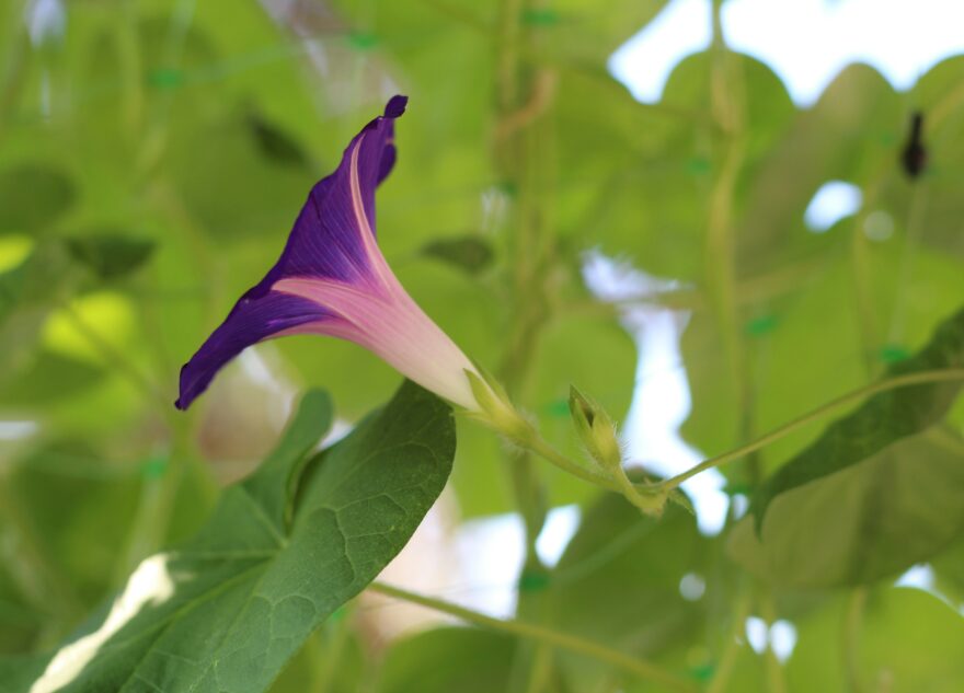 В России запретили выращивать популярный дачный цветок