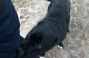 В Тверской области агрессивная собака бросается на детей В Тверской области агрессивная собака бросается на детей