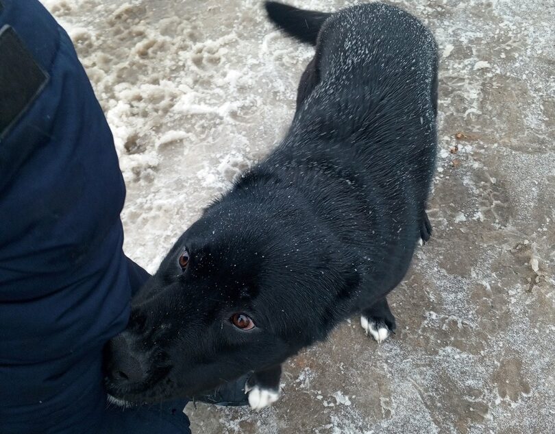 В Тверской области агрессивная собака бросается на детей