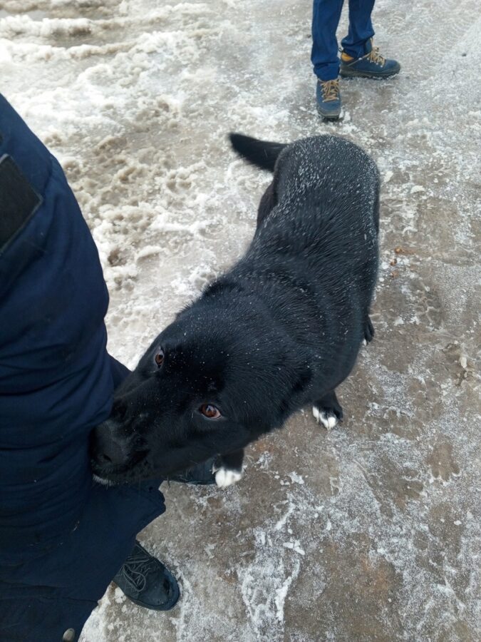 В Тверской области агрессивная собака бросается на детей