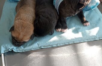 В Тверской области ищут дом для щенков, спасённых от утопления В Тверской области ищут дом для щенков, спасённых от утопления