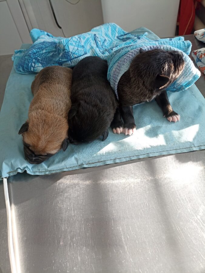 В Тверской области ищут дом для щенков, спасённых от утопления