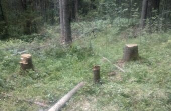 В Тверской области почти в 4 раза уменьшились объемы незаконно вырубленных лесов