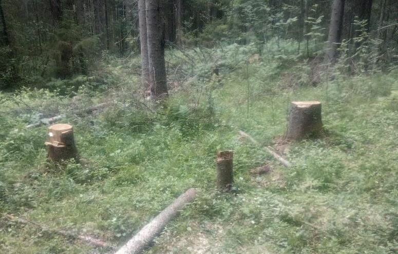 В Тверской области почти в 4 раза уменьшились объемы незаконно вырубленных лесов