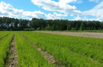 Больше 11 гектаров леса восстановили в Тверской области в 2023 году