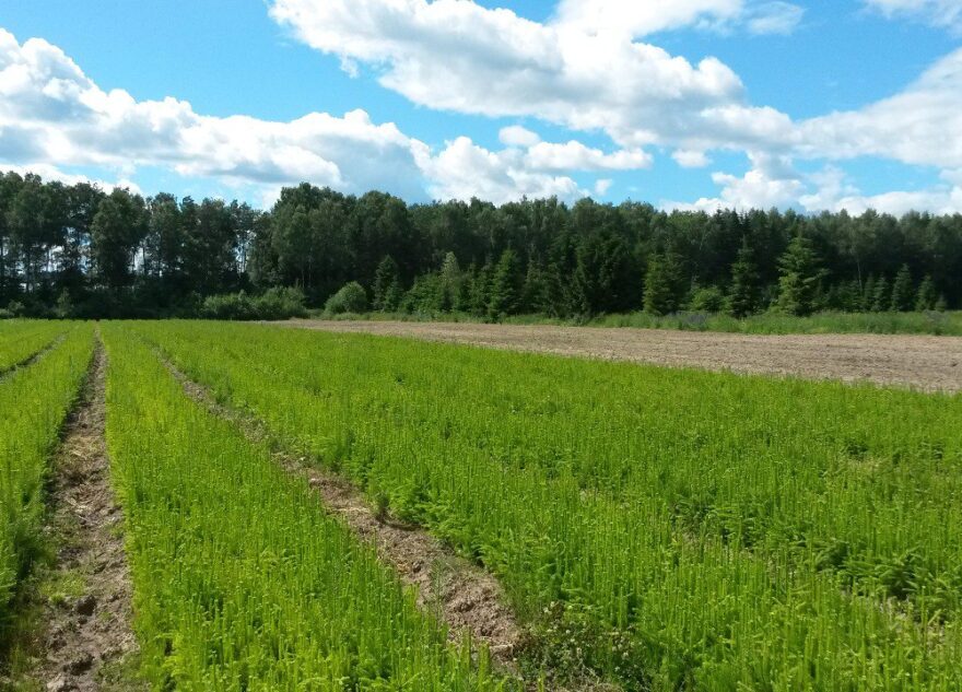 Больше 11 гектаров леса восстановили в Тверской области в 2023 году