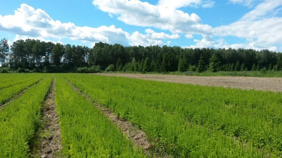 Больше 11 гектаров леса восстановили в Тверской области в 2023 году