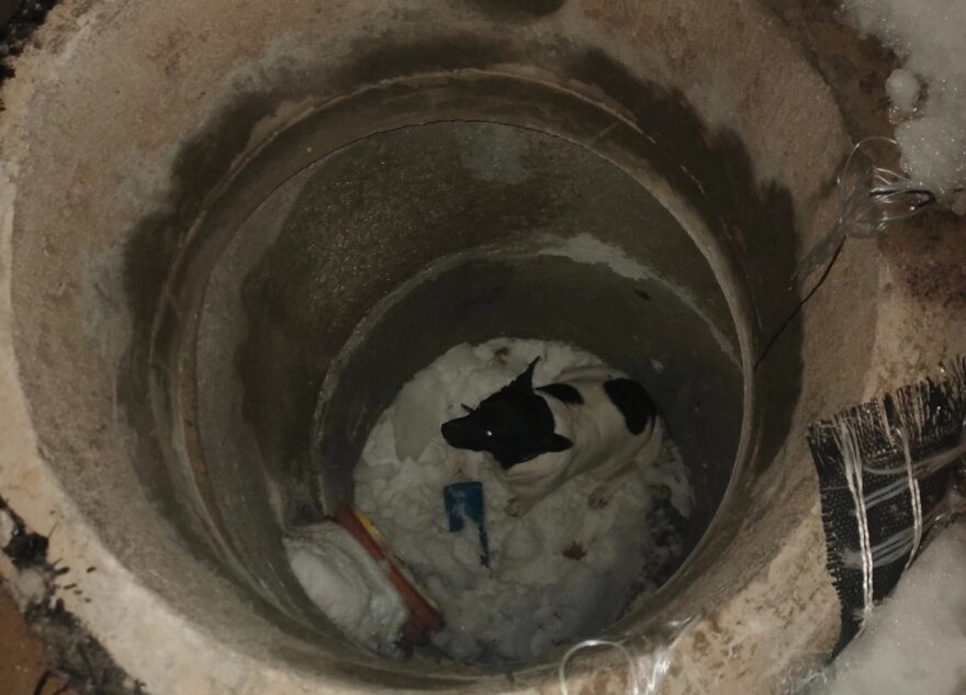 В Твери в открытый колодец провалился пёс