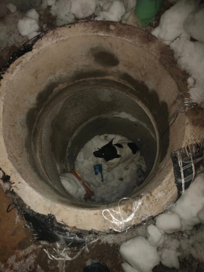 В Твери в открытый колодец провалился пёс