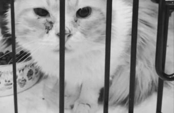 В Тверской области кот до смерти расстроился из-за потери хозяйки