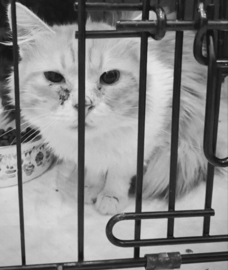 В Тверской области кот до смерти расстроился из-за потери хозяйки