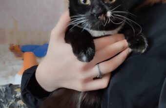 В Тверской области прооперировали кошку с челюстью бульдога