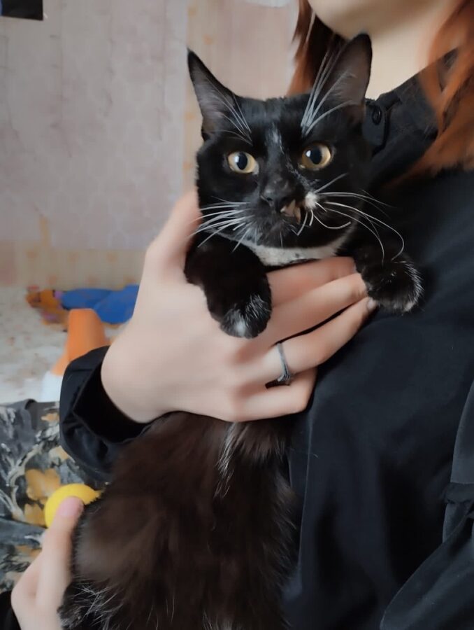 В Тверской области прооперировали кошку с челюстью бульдога