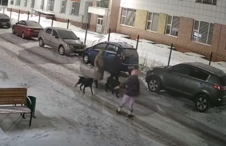Жители микрорайона в Твери подадут жалобу на хозяйку собак, растерзавших шпица Жители микрорайона в Твери подадут жалобу на хозяйку собак, растерзавших шпица
