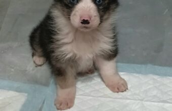 В Тверской области ищут дом для щенка, спасённого во время сильных морозов В Тверской области ищут дом для щенка, спасённого во время сильных морозов