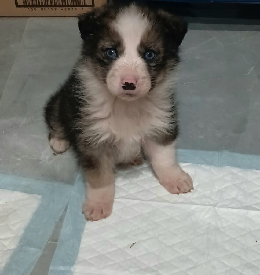 В Тверской области ищут дом для щенка, спасённого во время сильных морозов