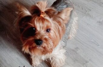 В Твери спасли маленькую собачку, в пищеводе которой застрял кусок лакомства