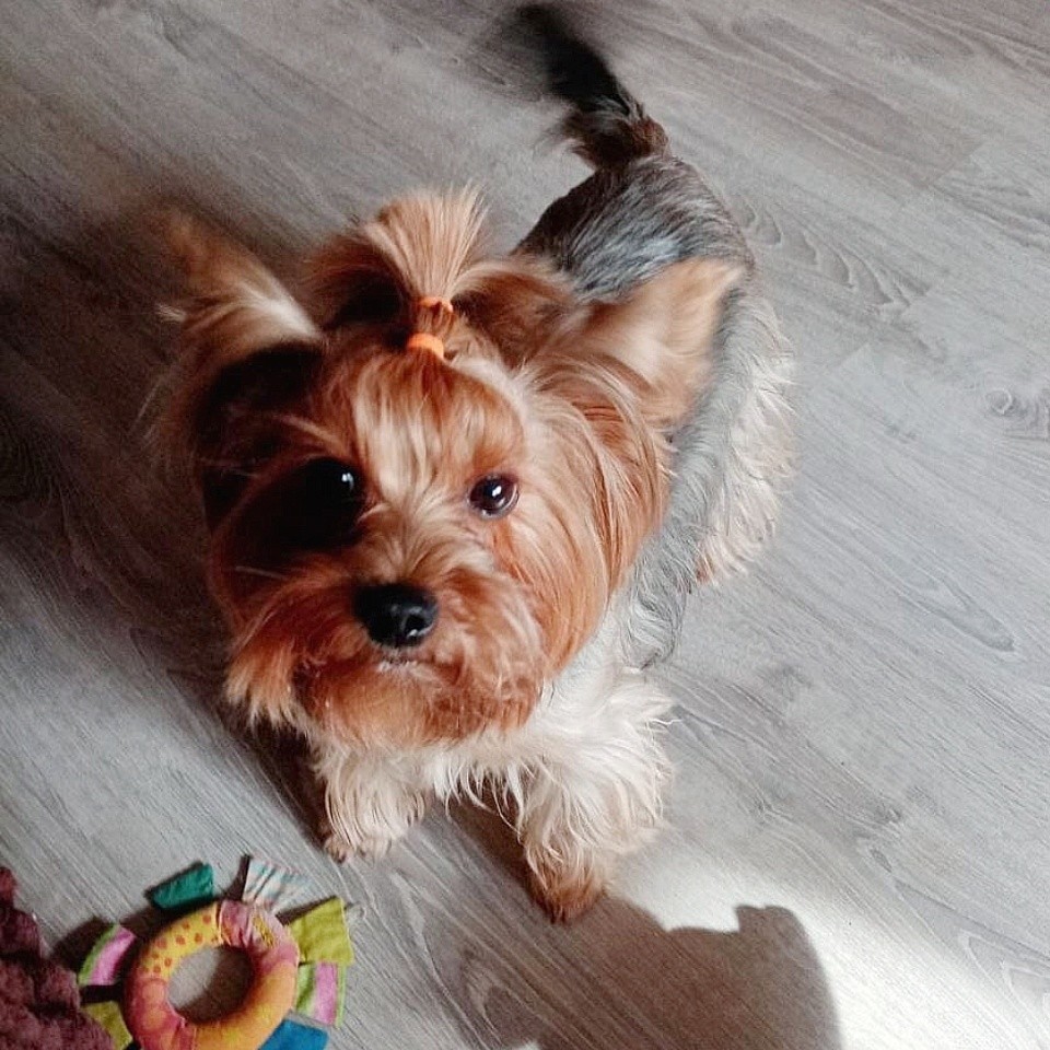 В Твери спасли маленькую собачку, в пищеводе которой застрял кусок лакомства