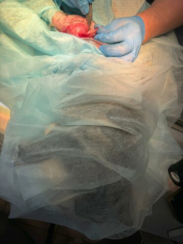 В Тверской области живодеры сломали лапу коту