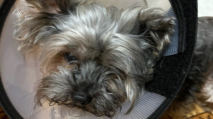 небольшие собаки. найден щенок. найдена собака черная кобель маленькая. найдены собаки маленькие. найдены собаки маленькие.