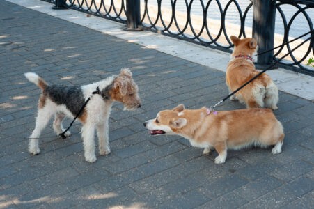 Кинологи рассказали, как правильно кормить собаку