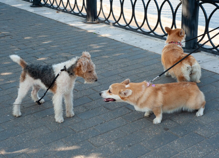 Кинологи рассказали, как правильно кормить собаку