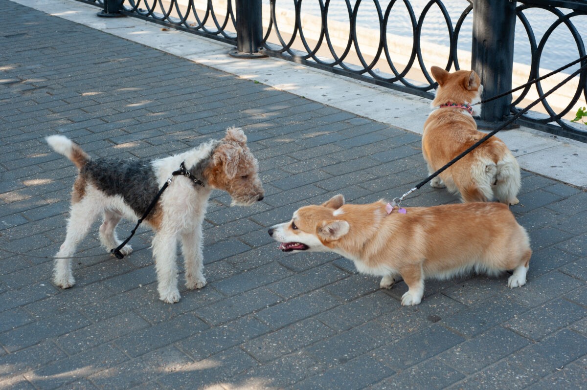 Кинологи рассказали, как правильно кормить собаку