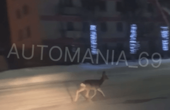 По центру города в Тверской области пробежала косуля По центру города в Тверской области пробежала косуля