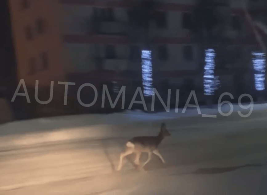 По центру города в Тверской области пробежала косуля