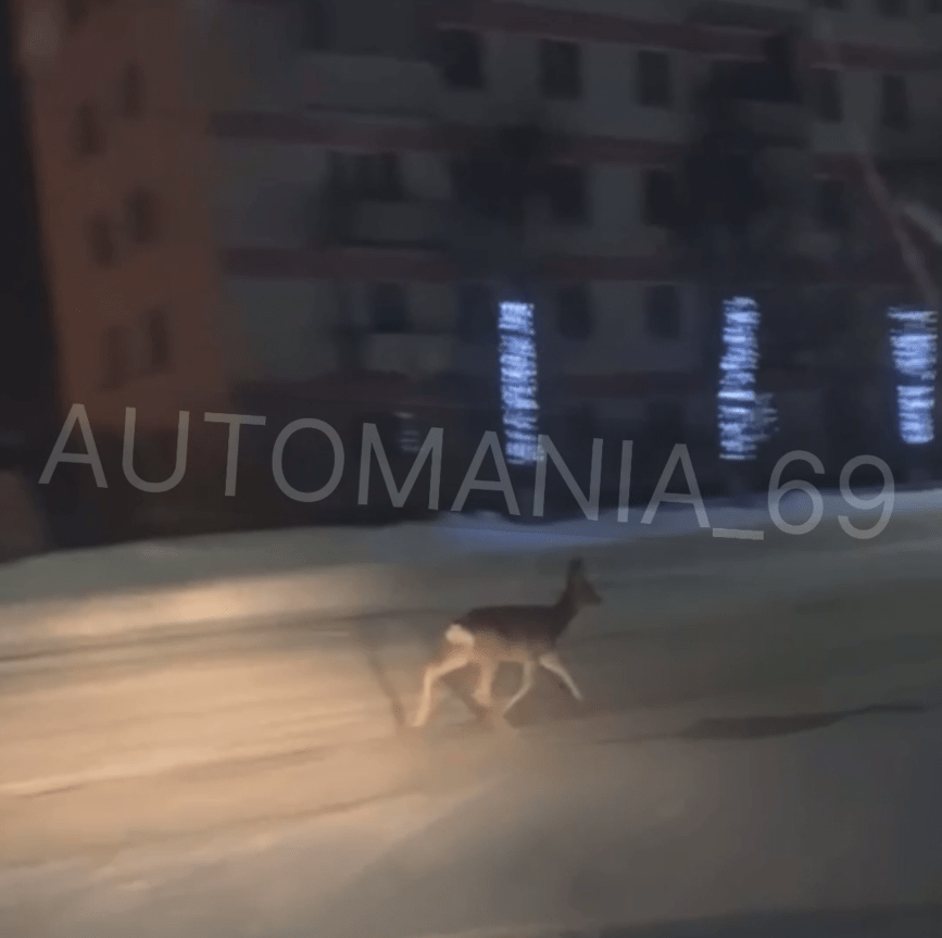 По центру города в Тверской области пробежала косуля