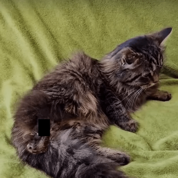 В Тверской области сотрудники заправки отказались от кошки из-за запаха гнили