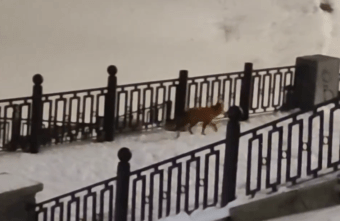 В Твери на набережной бегает лиса В Твери на набережной бегает лиса