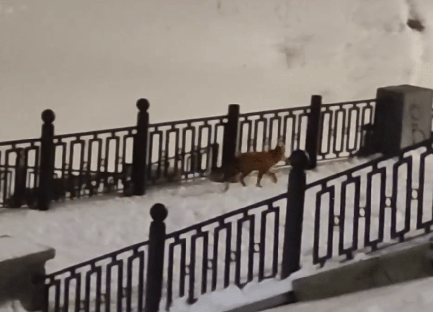 В Твери на набережной бегает лиса
