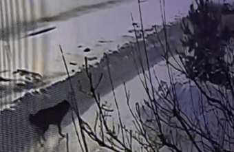 Под Тверью неизвестные выбросили из машины преданную собаку