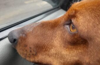 Пёсику Тише из зоны СВО срочно нужен дом и добрый хозяин