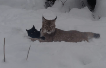 В Тверской области опубликовали видео про дружбу рыси и кота