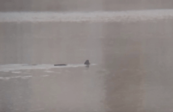 Жителям Тверской области показали редкую выдру, обедающую на ручье Жителям Тверской области показали редкую выдру, обедающую на ручье