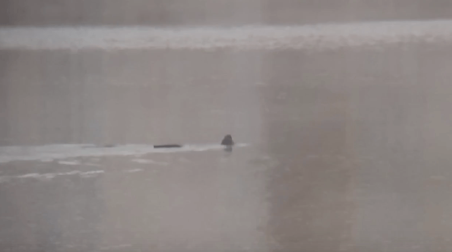 Жителям Тверской области показали редкую выдру, обедающую на ручье