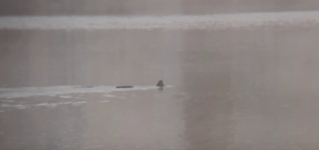 Жителям Тверской области показали редкую выдру, обедающую на ручье