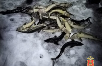 На озере в Тверской области поймали браконьера с сетью и огромным уловом На озере в Тверской области поймали браконьера с сетью и огромным уловом