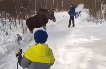 Жителей Тверской области возмутило поведение взрослых при встрече с лосями Жителей Тверской области возмутило поведение взрослых при встрече с лосями