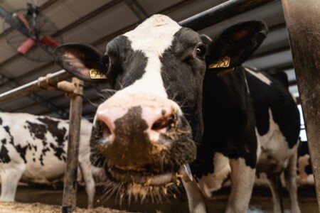 Российские фермеры подключились к желудкам коров через интернет